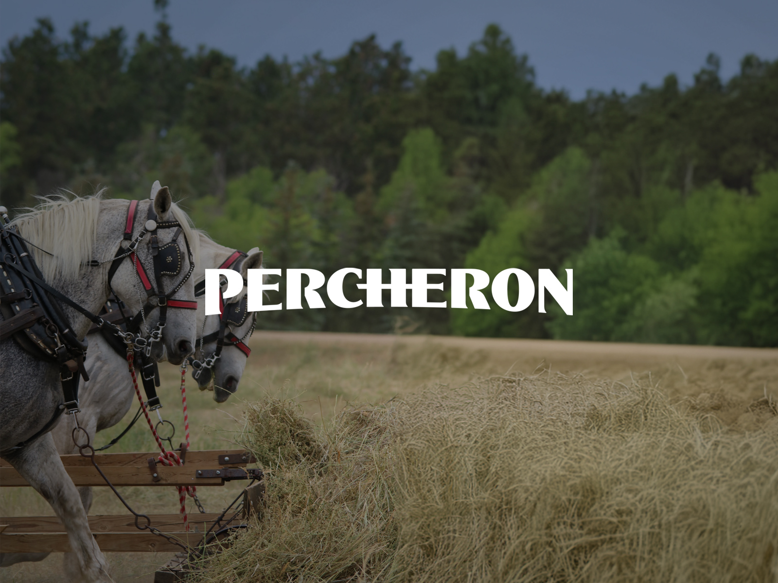 Percheron